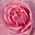 Ružičasta - Floribunda ruže - Fluffy Ruffles